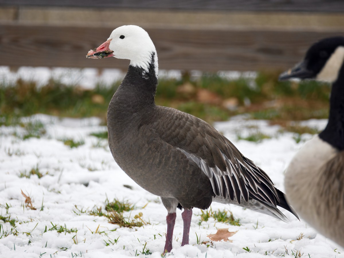 Snow Goose - ML646457007