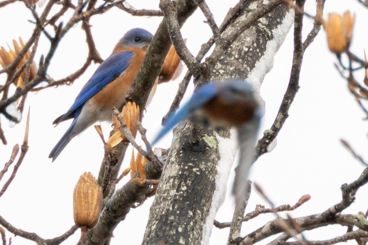 Eastern Bluebird - ML646457011