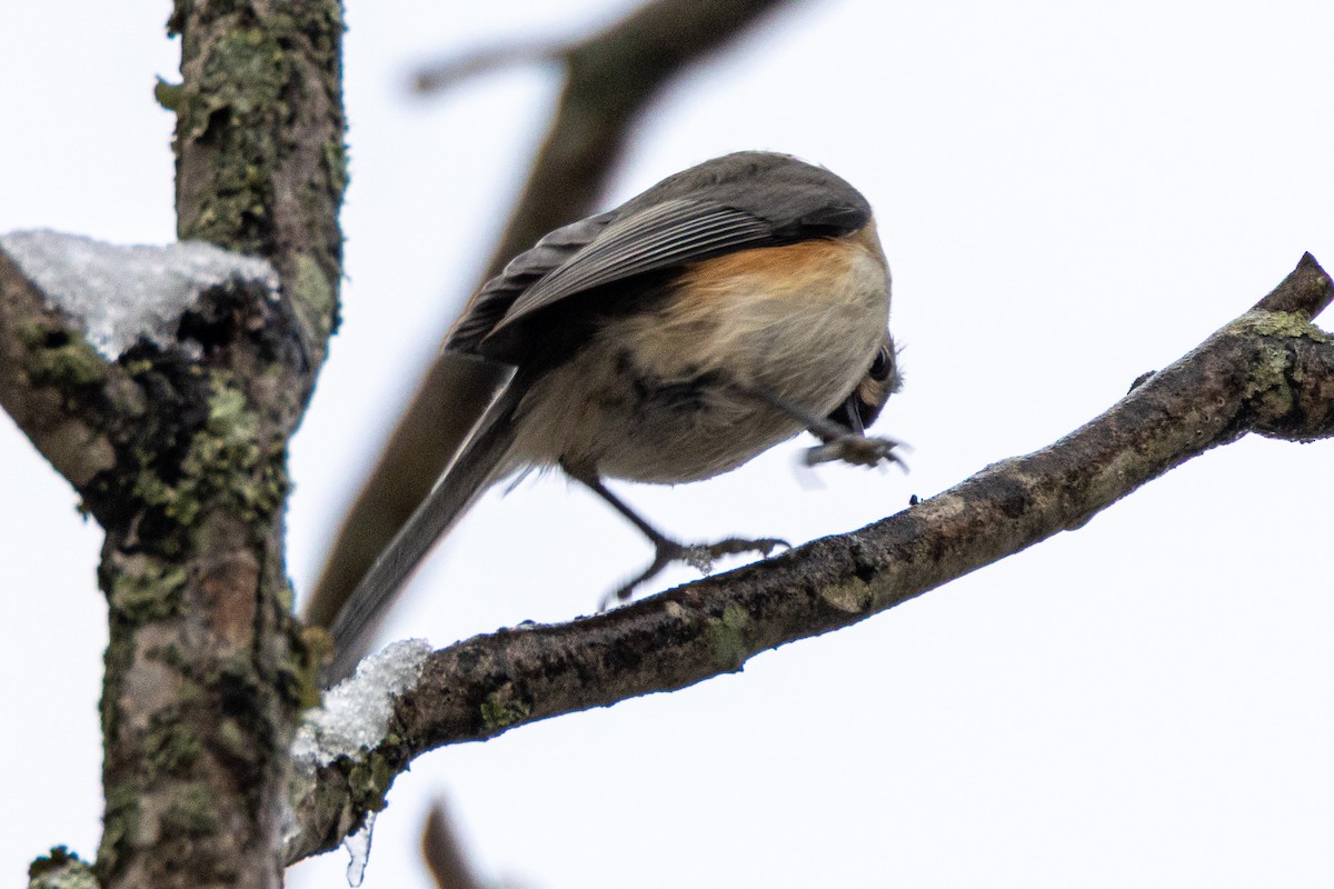 Tufted Titmouse - ML646457012