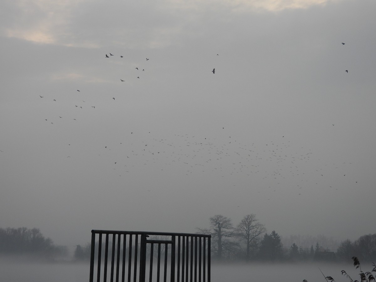 Eurasian Jackdaw - ML646457015