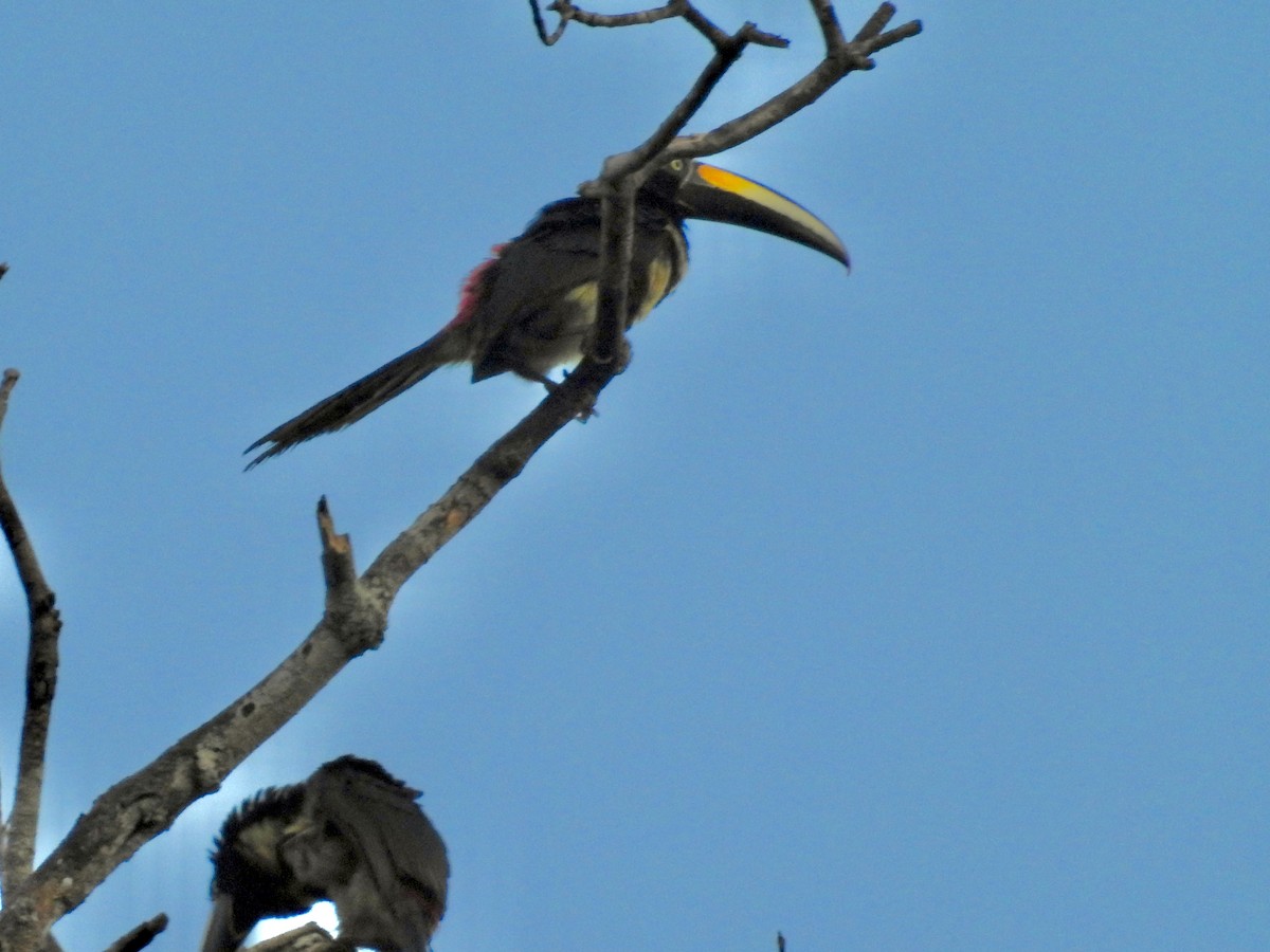 Many-banded Aracari - ML646457016