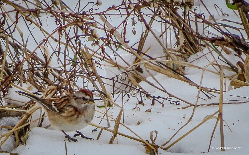 Пасовник північний - ML646457018