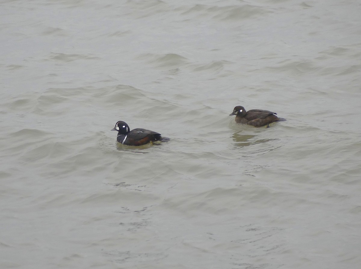 Harlequin Duck - ML646457019