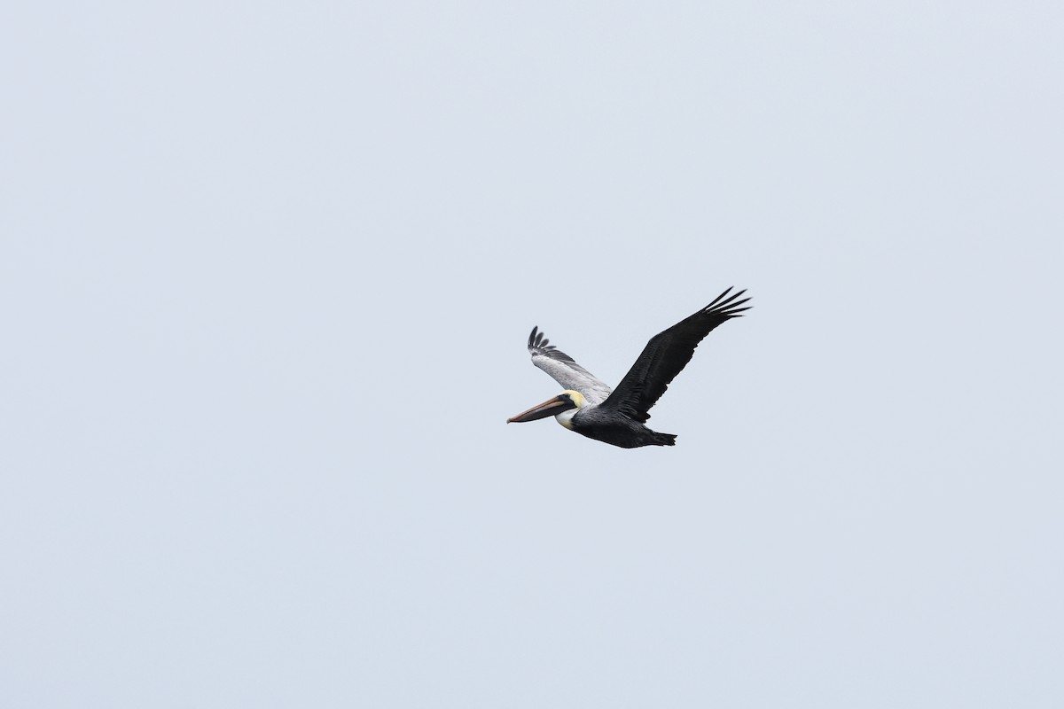 Brown Pelican - ML646457020