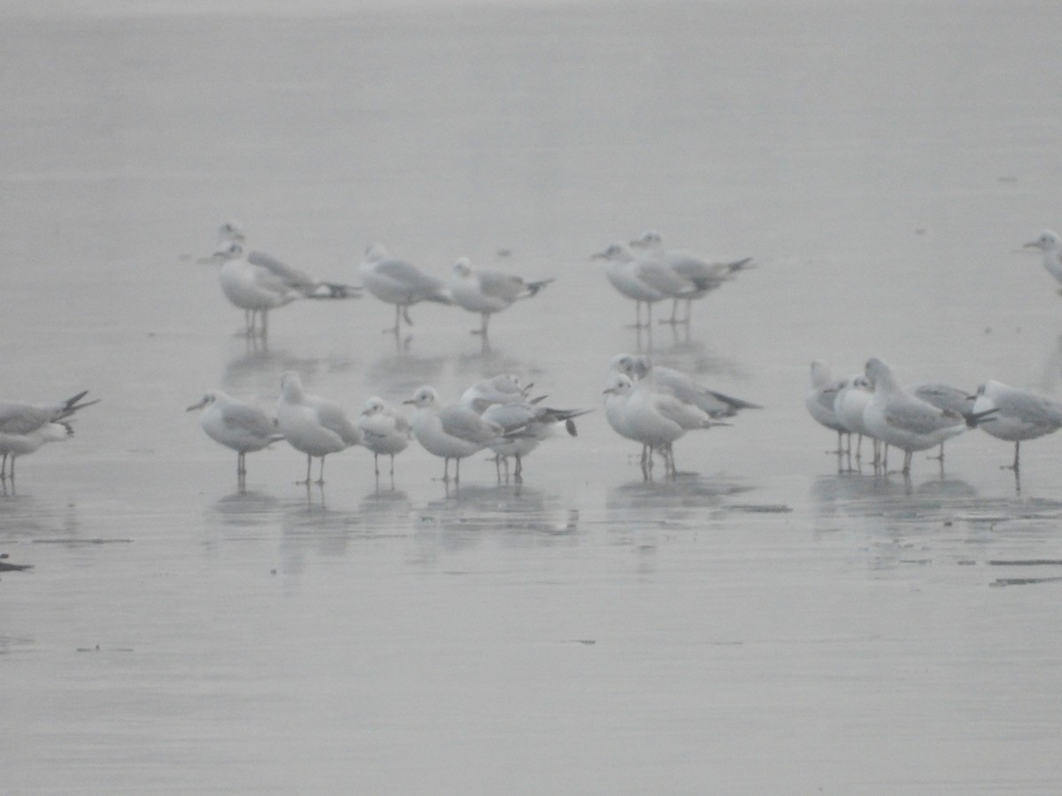 Black-headed Gull - ML646457027