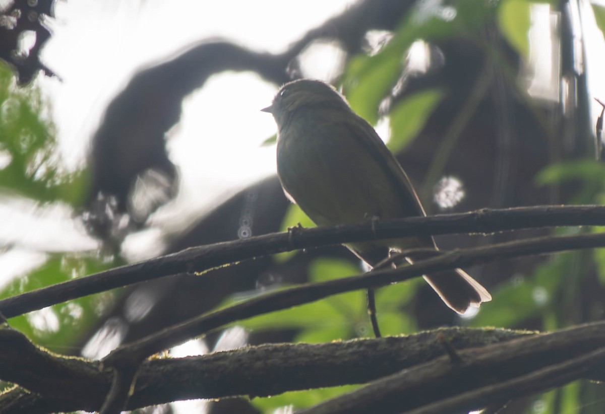 Serra do Mar Tyrant-Manakin - ML646457036