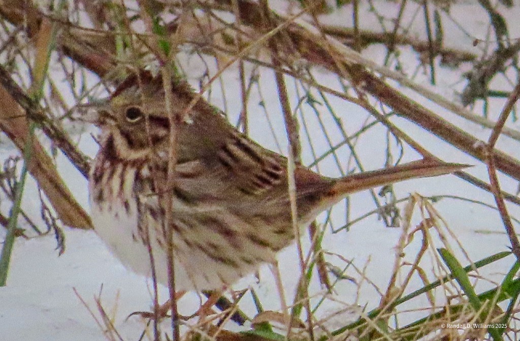 Song Sparrow - ML646457038