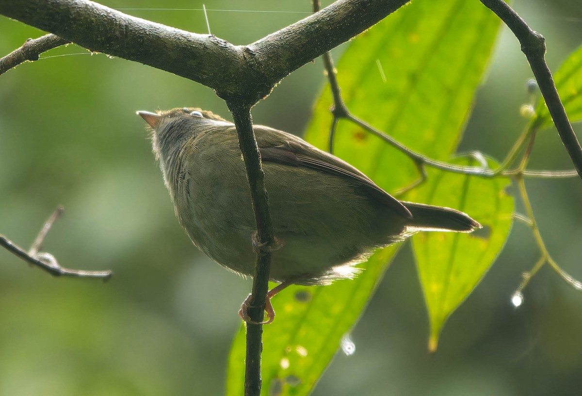 Pin-tailed Manakin - ML646457039