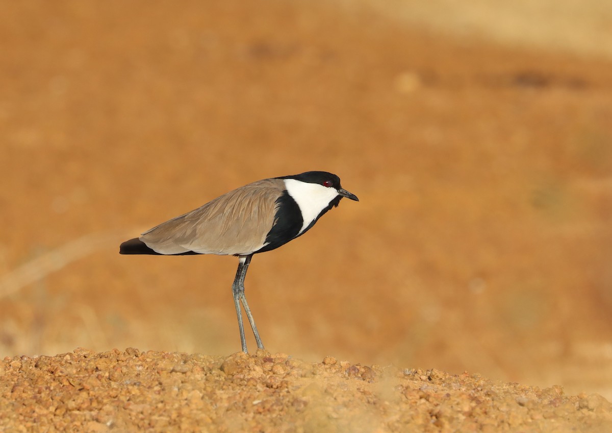 Vanneau à éperons - ML646457040