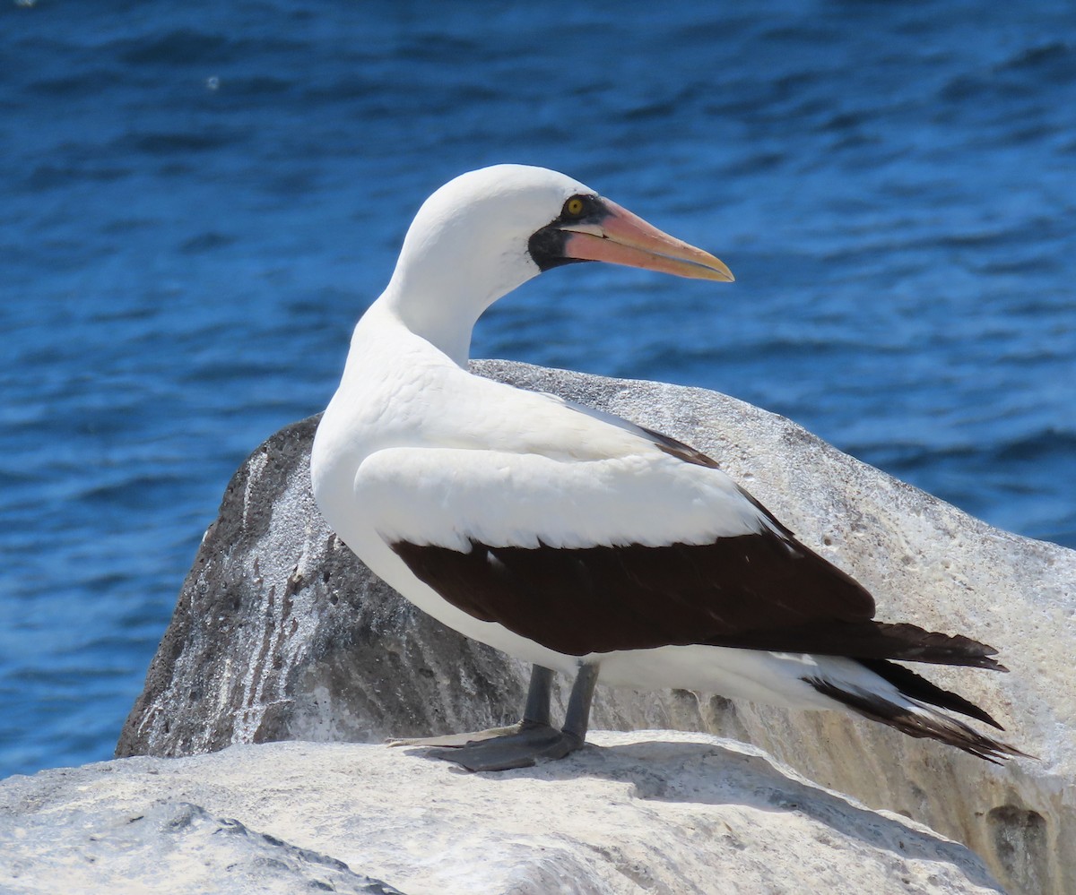 Nazca Booby - ML646457041