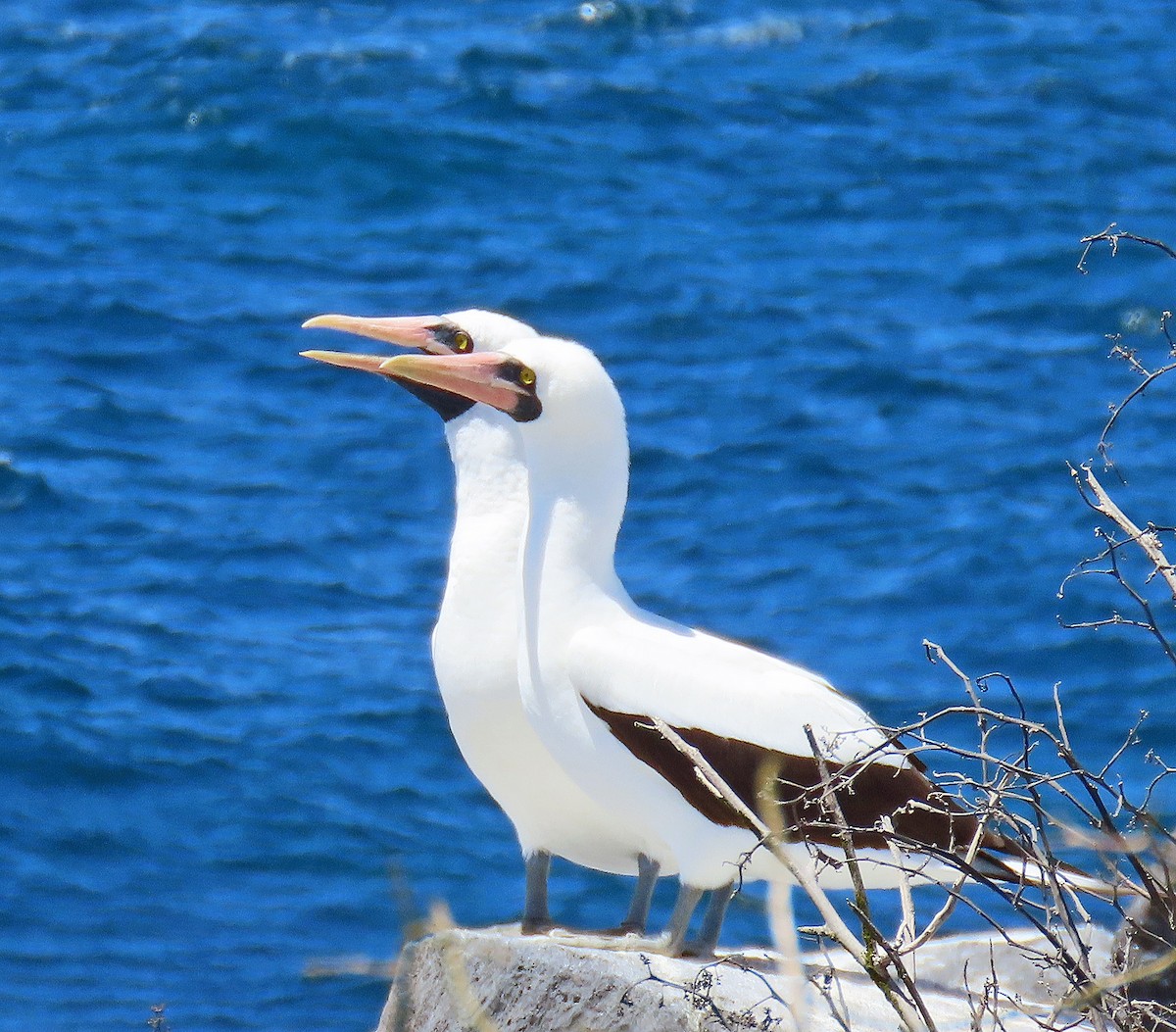 Nazca Booby - ML646457042