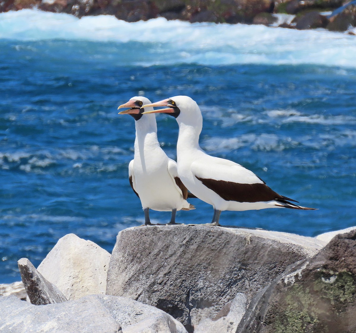 Nazca Booby - ML646457043