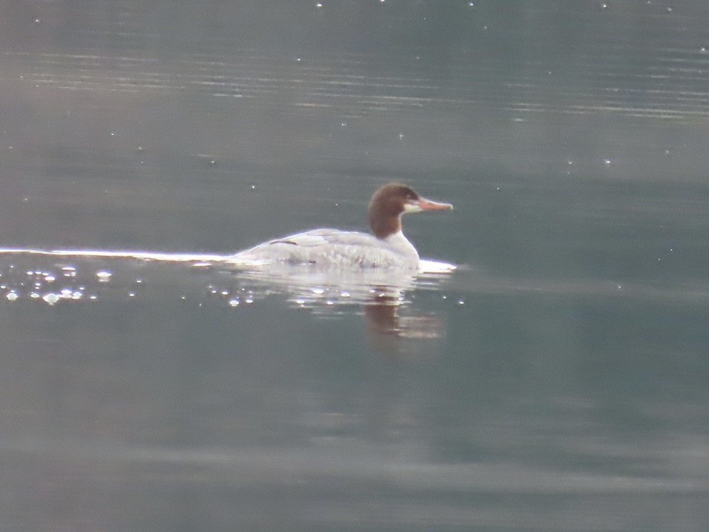 morčák velký - ML646457044