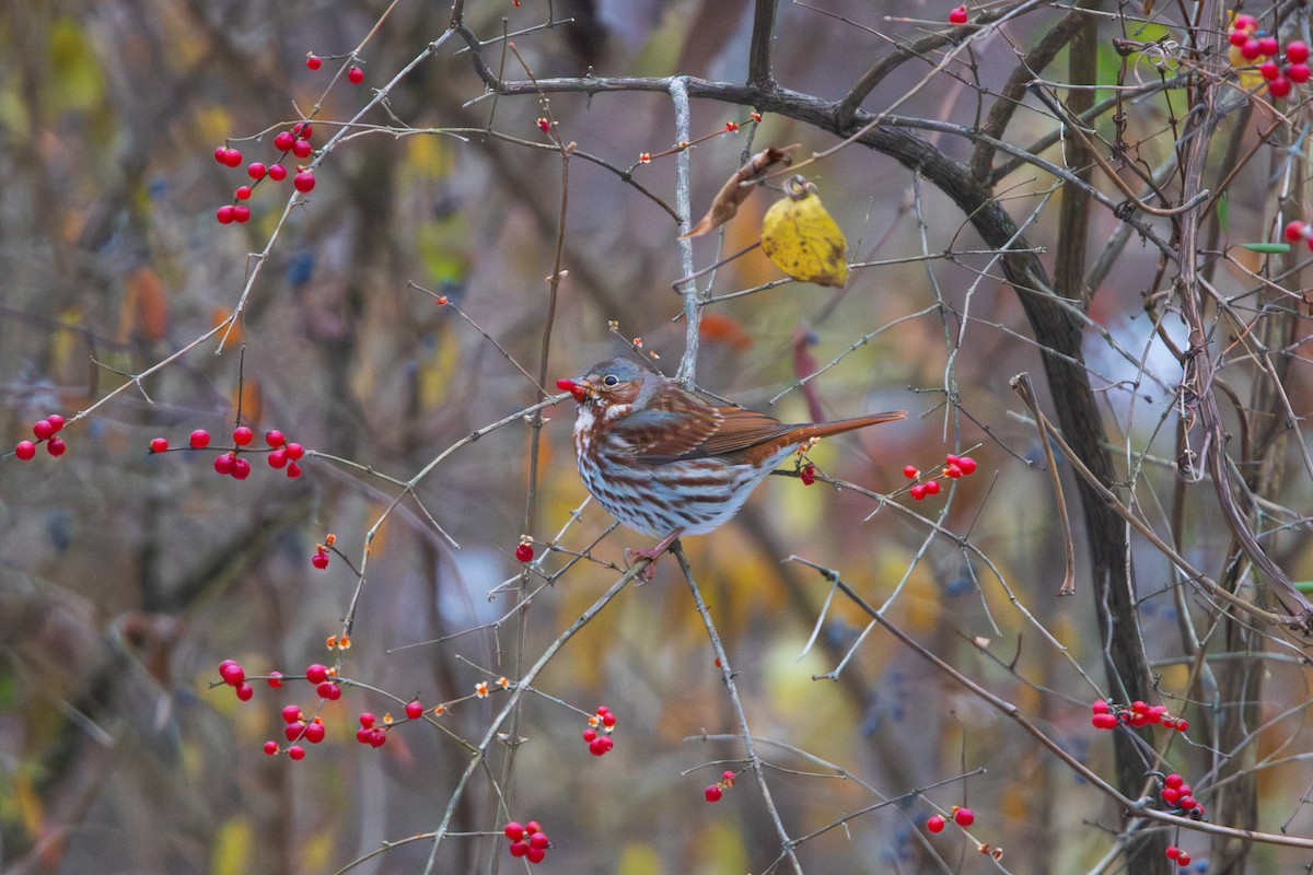 Fox Sparrow (Red) - ML646457045
