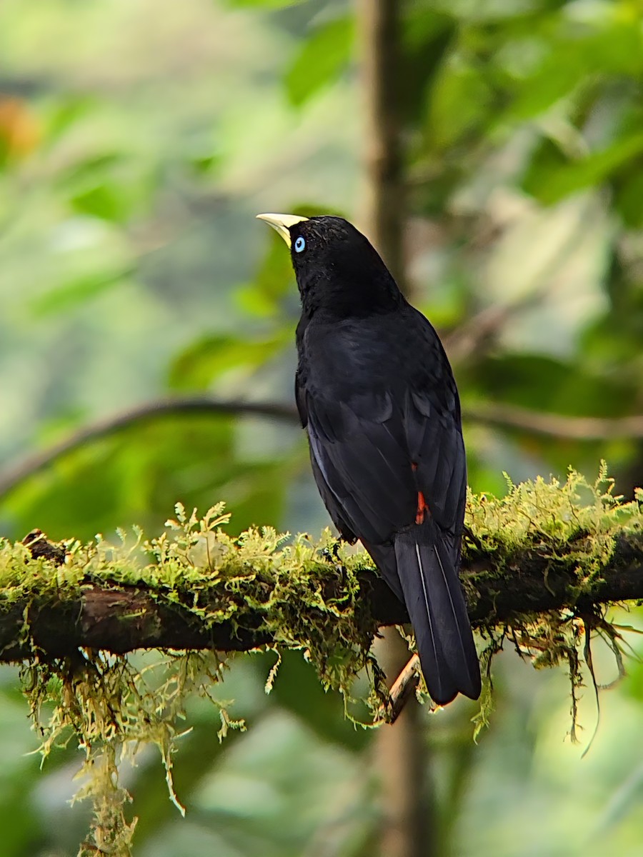 Al Sokumlu Kasik - ML646457049