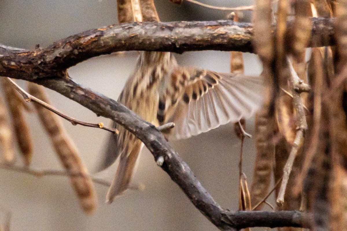 Song Sparrow - ML646457052