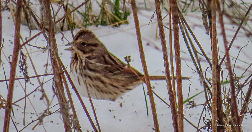Song Sparrow - ML646457058