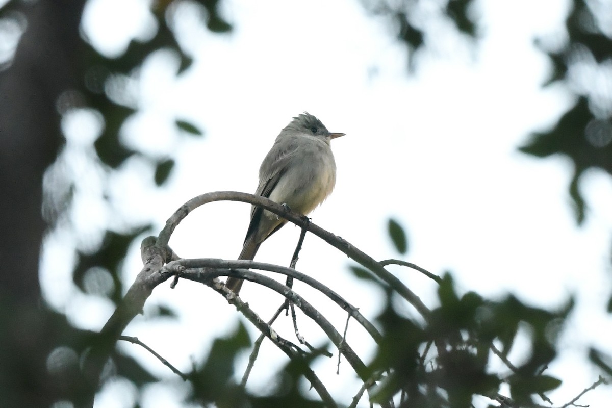 Greater Pewee - ML646457059