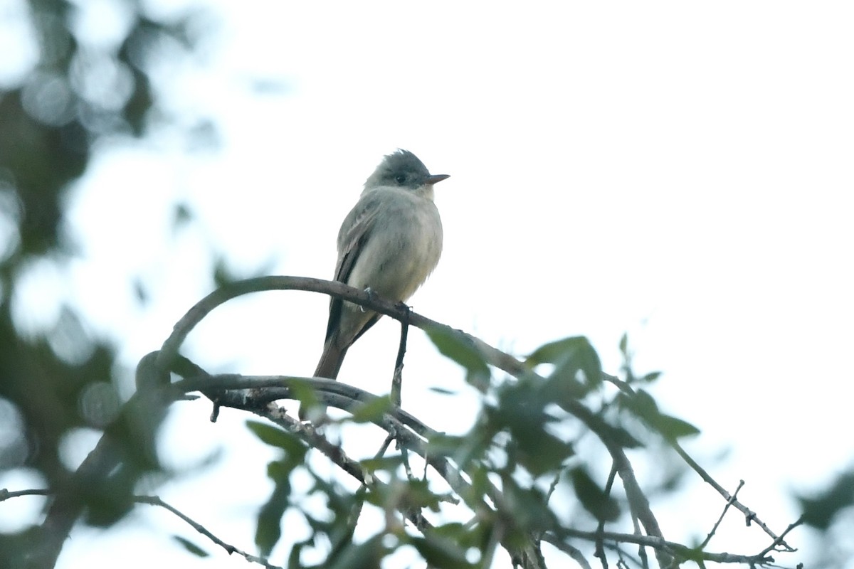 Greater Pewee - ML646457060