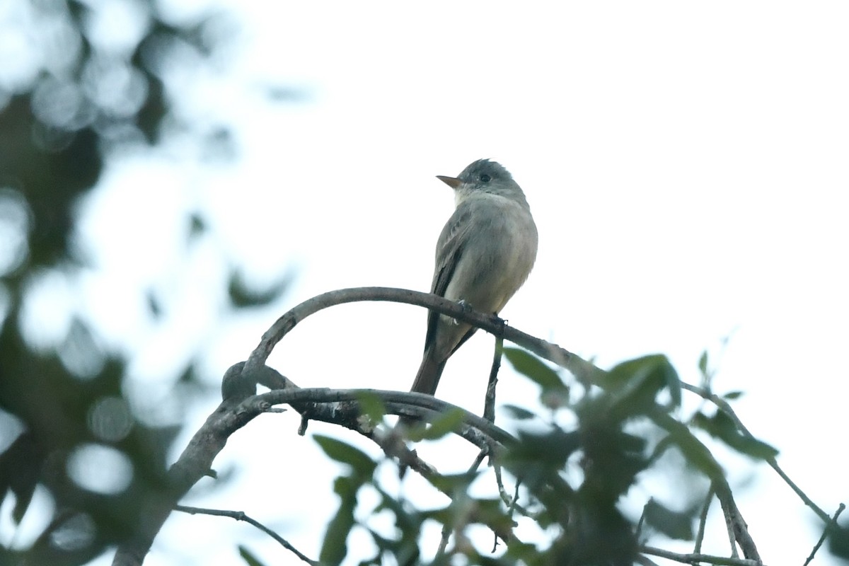 Greater Pewee - ML646457061