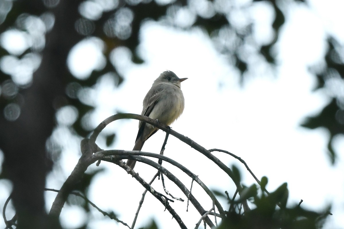 Greater Pewee - ML646457063