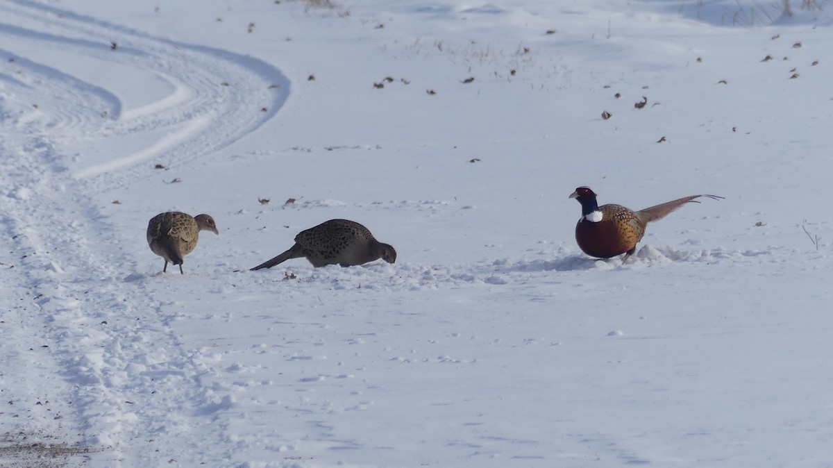Ring-necked Pheasant - ML646457064