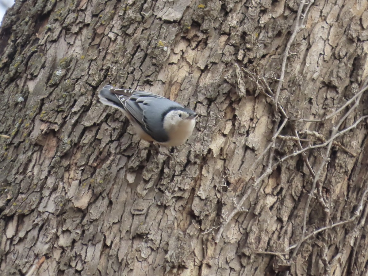 brhlík běloprsý - ML646457067