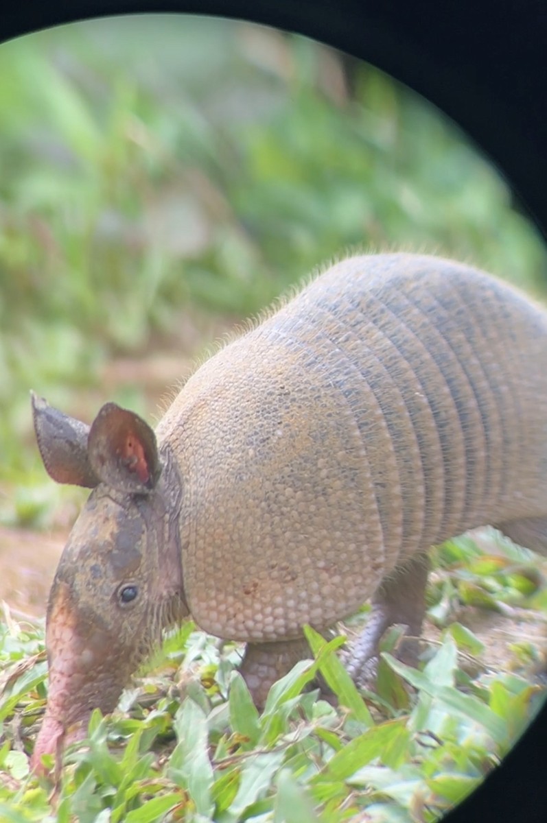 Nine-banded Armadillo - ML646457068