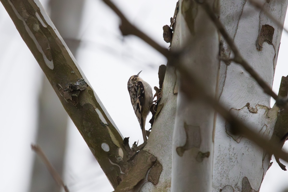 Brown Creeper - ML646457069