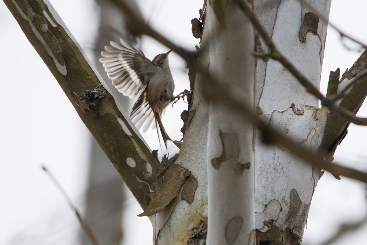 Brown Creeper - ML646457070