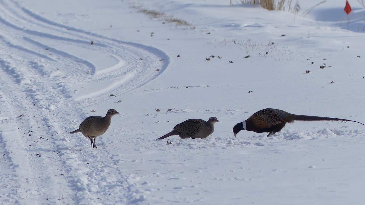 Ring-necked Pheasant - ML646457072