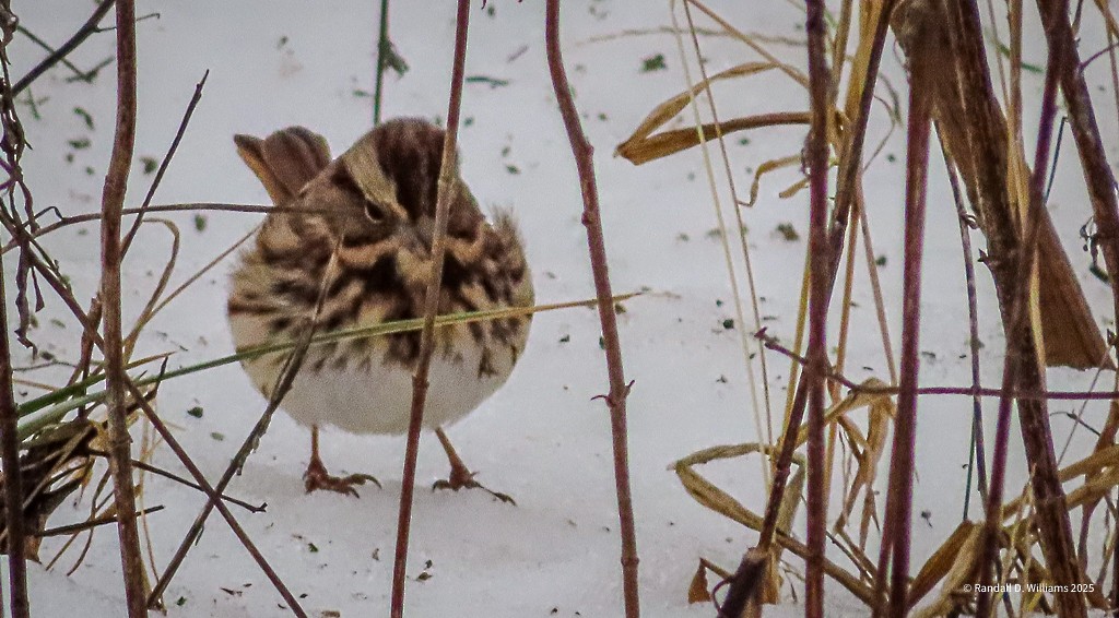 Song Sparrow - ML646457074