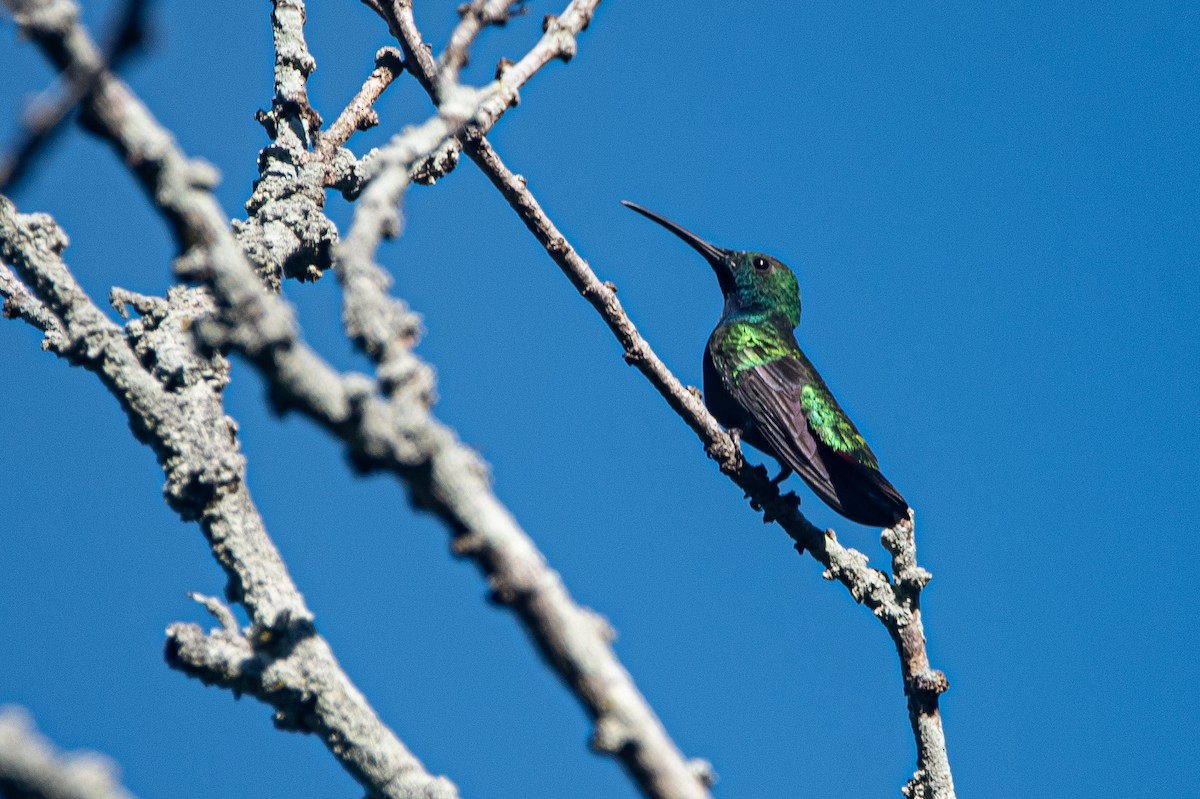 Green-breasted Mango - ML646457076