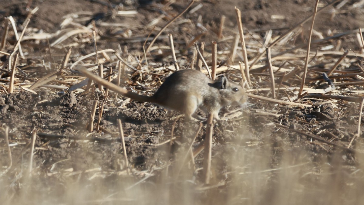 Great Gerbil - ML646457077