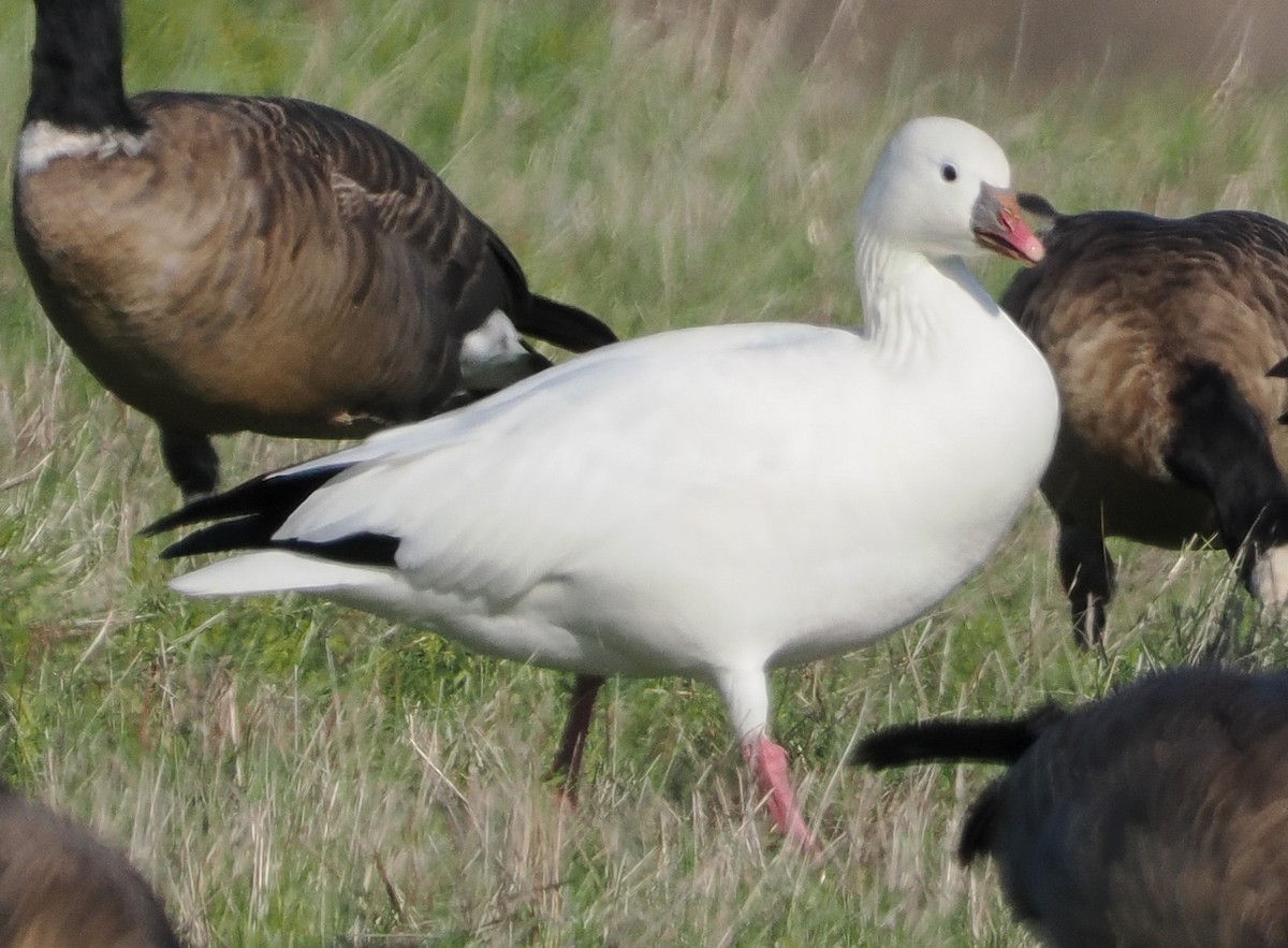 Snow Goose - ML646457079