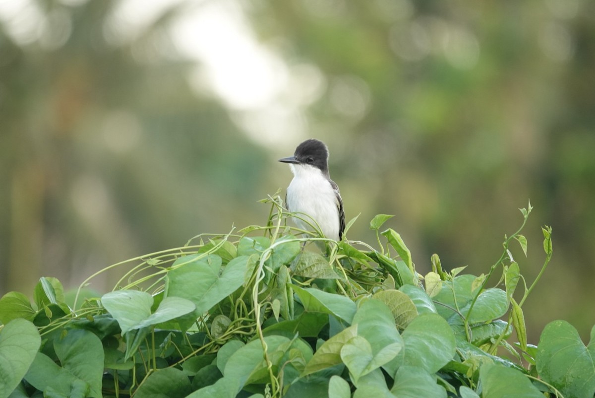 Loggerhead Kingbird - ML646457081