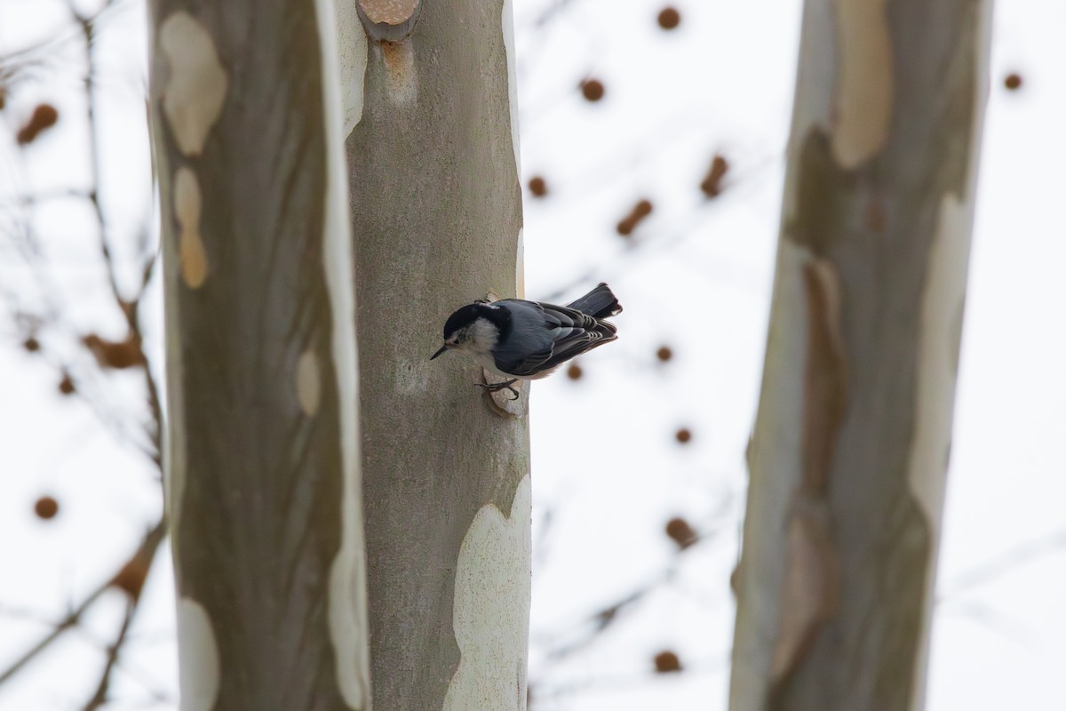 White-breasted Nuthatch - ML646457082