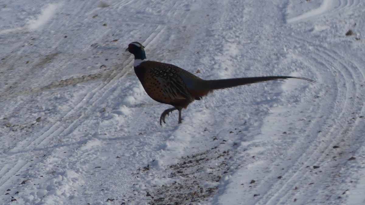Ring-necked Pheasant - ML646457083