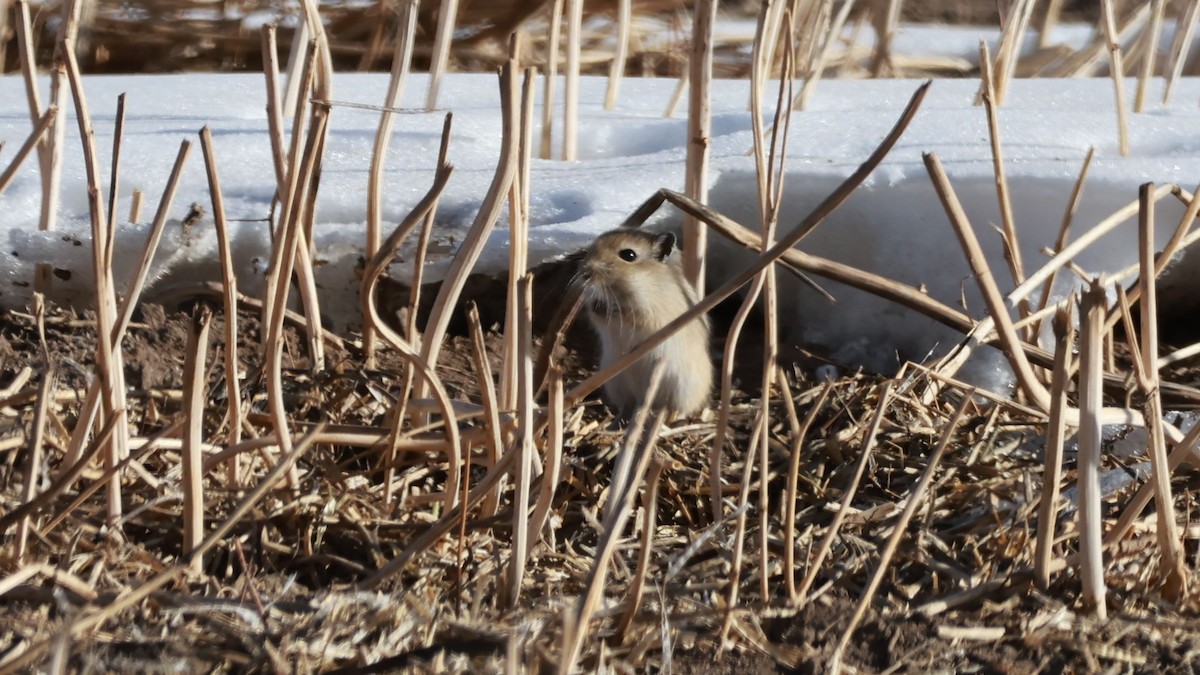 Great Gerbil - ML646457084