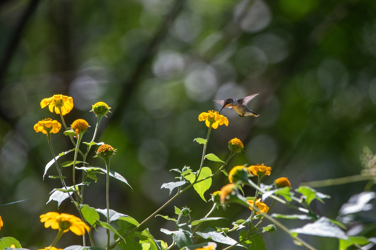 Ruby-throated Hummingbird - ML646457085
