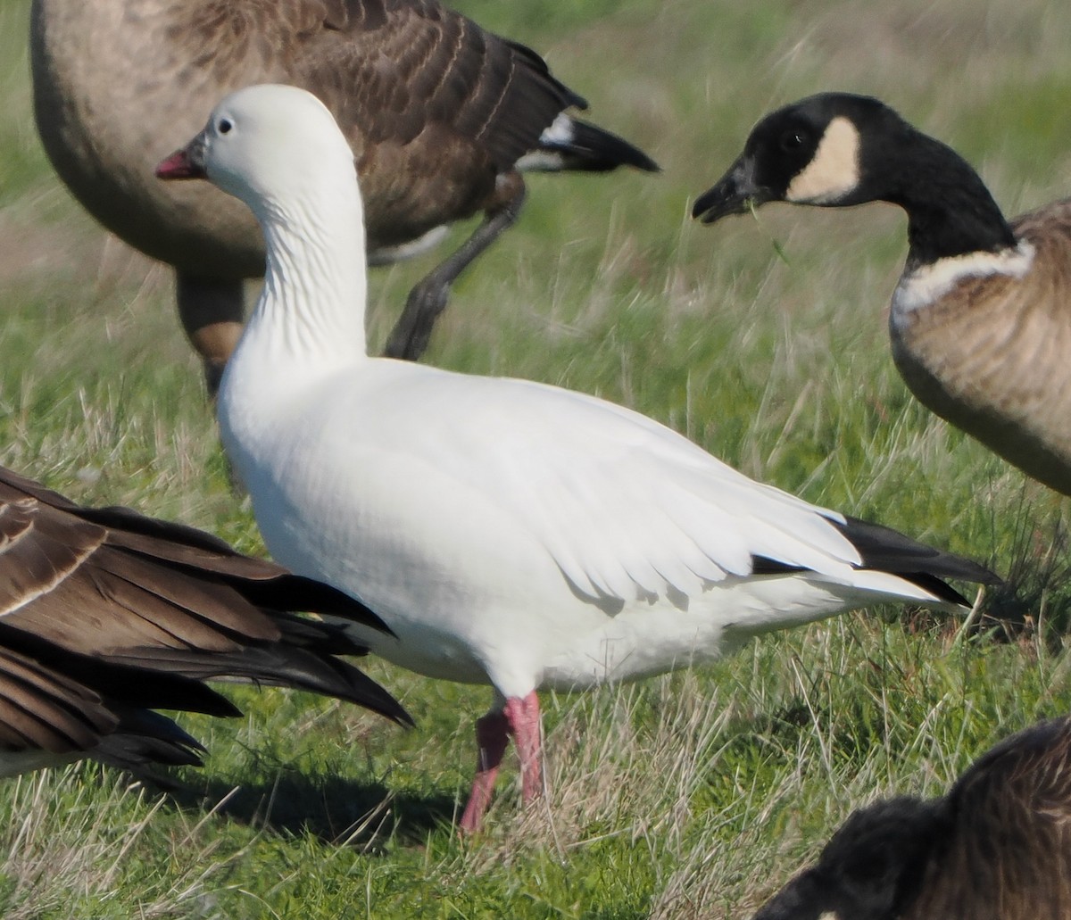 Snow Goose - ML646457087