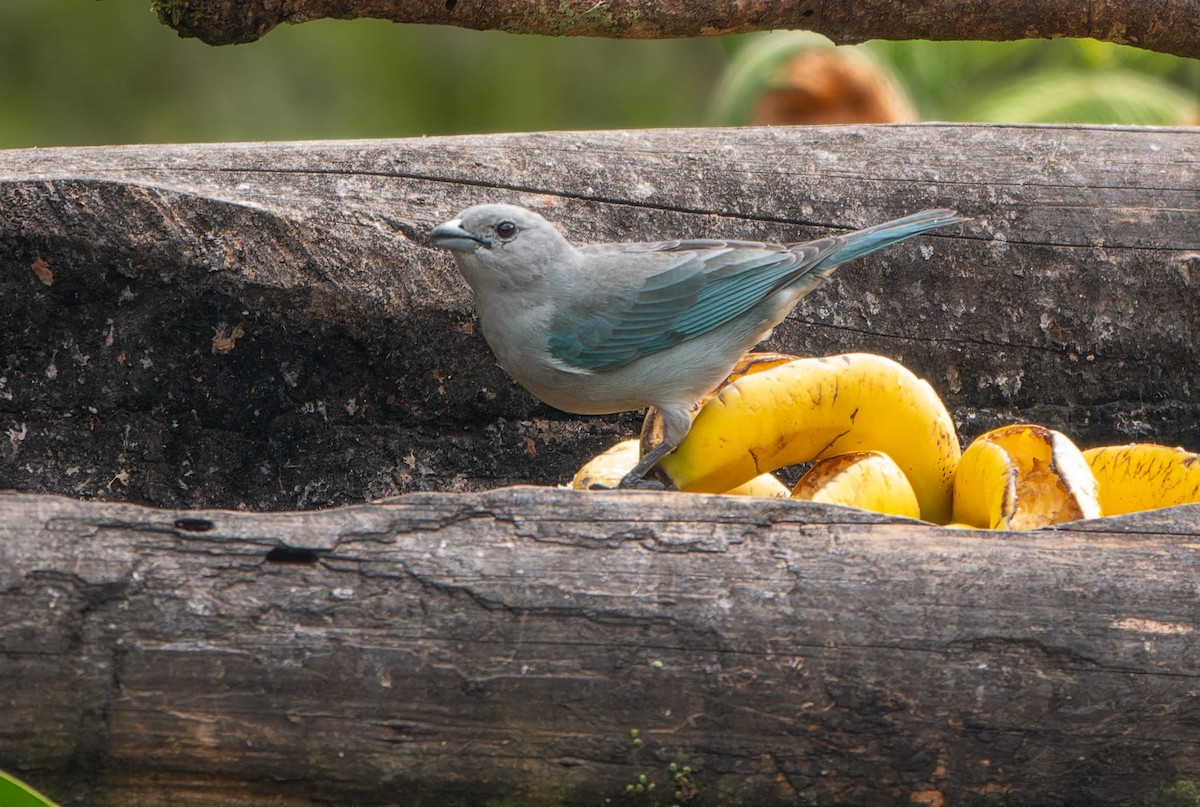 Sayaca Tanager - ML646457088