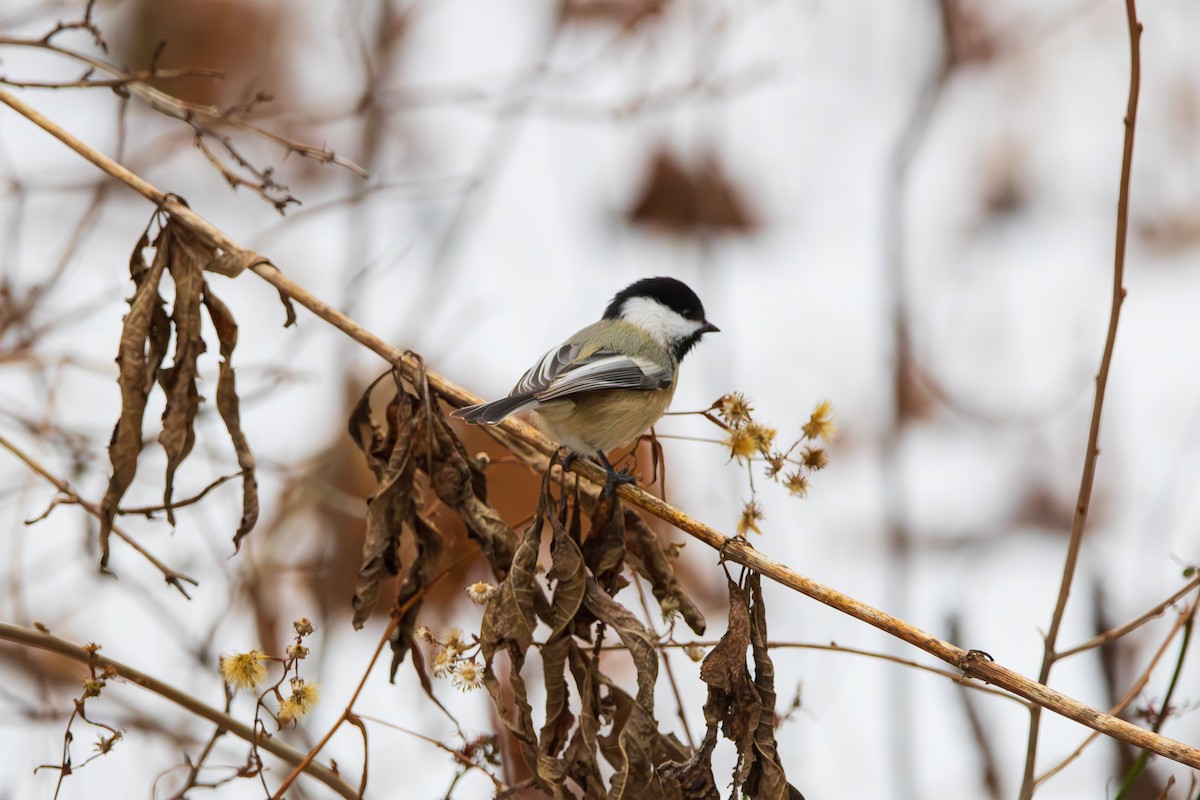 Black-capped Chickadee - ML646457089