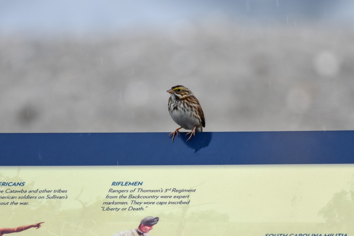 Savannah Sparrow - ML646457090