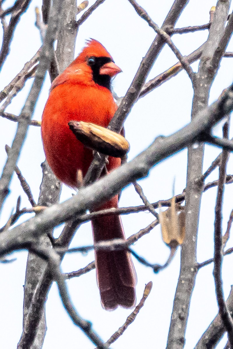 Northern Cardinal - ML646457091