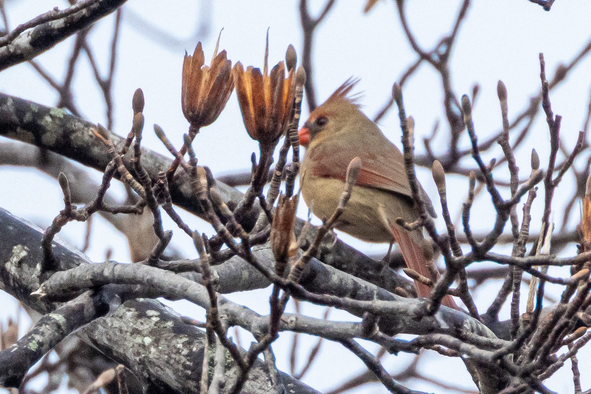 Northern Cardinal - ML646457092