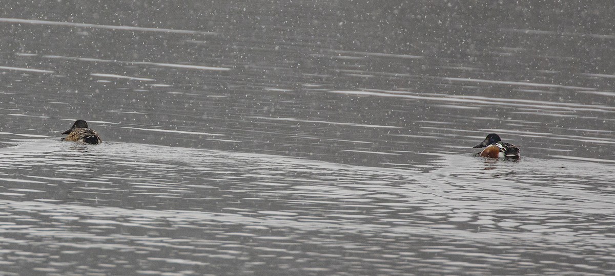 Northern Shoveler - ML646457094