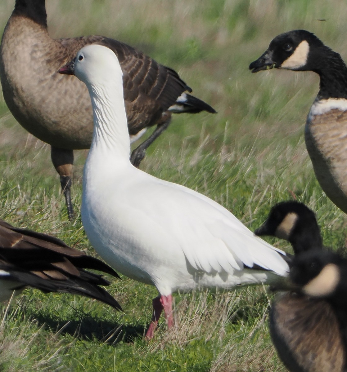 Snow Goose - ML646457095
