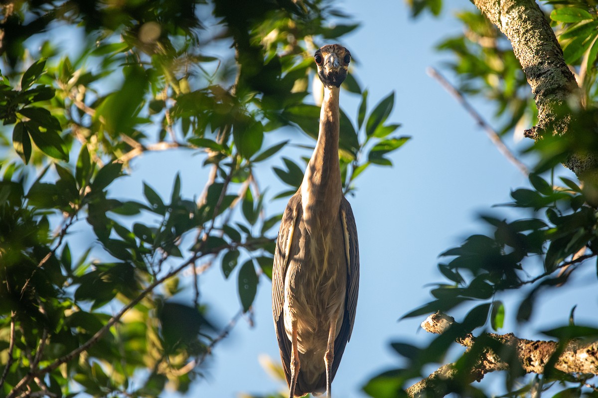 kvakoš žlutočelý - ML646457096