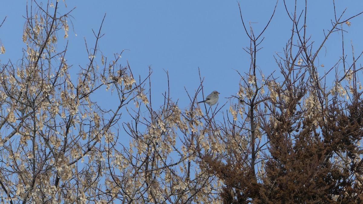 Northern Shrike - ML646457097